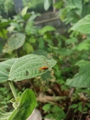 Aulacophora