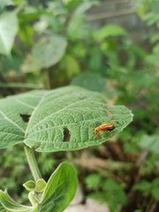 Aulacophora