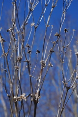 Silphium perfoliatum