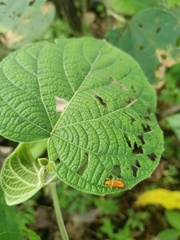 Aulacophora