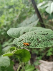 Aulacophora