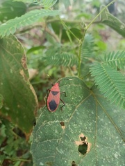 Probergrothius sanguinolens