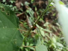Cercopidae