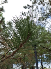 Pinus