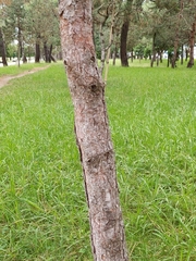 Pinus