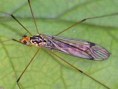 Nephrotoma flavipalpis