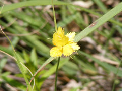 Cyperus sphaerocephalus