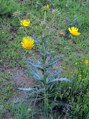 Berkheya discolor