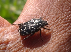 Oxythyrea pantherina
