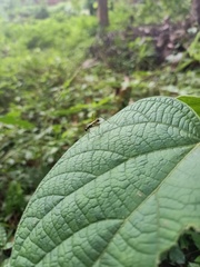 Micropezidae