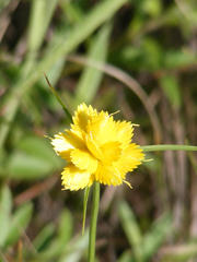 Cyperus sphaerocephalus