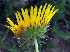 Berkheya discolor