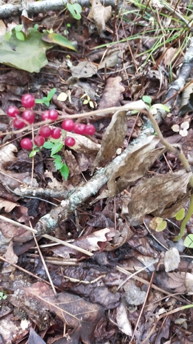Image of Maianthemum japonicum by no rights reserved