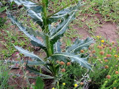 Berkheya discolor