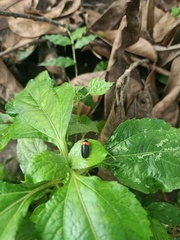 Cercopidae