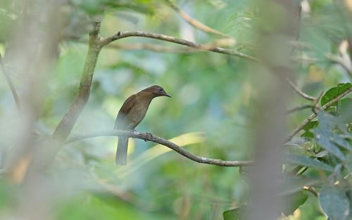 Hauxwell's Thrush (Turdus hauxwelli), photo 3