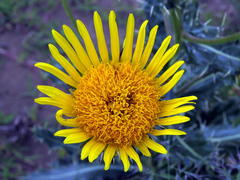 Berkheya discolor