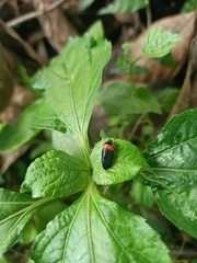 Cercopidae