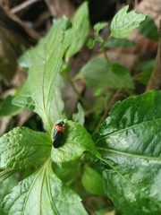 Cercopidae