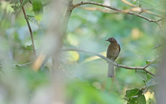 Turdus hauxwelli