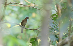Turdus hauxwelli