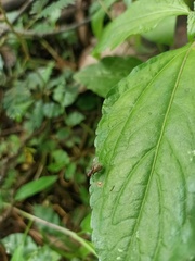Schizophora