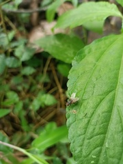 Schizophora