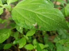 Schizophora