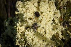 Erica leucanthera