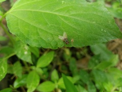 Schizophora