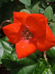 Rosaceae