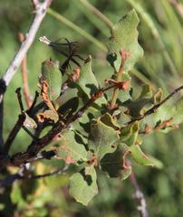 Euclea crispa ovata