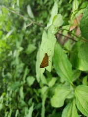 Oriens goloides