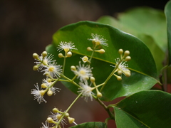 Syzygium gardneri