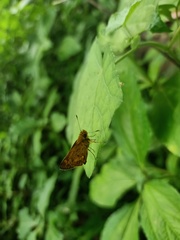 Oriens goloides