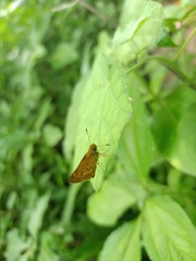 Oriens goloides