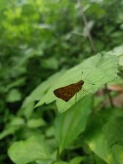 Oriens goloides