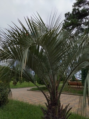 Arecaceae