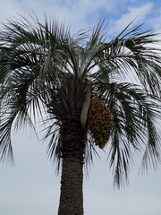 Arecaceae