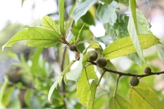 Ficus esquiroliana