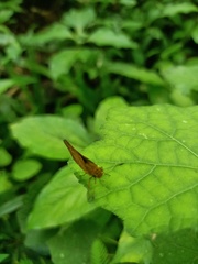 Oriens goloides