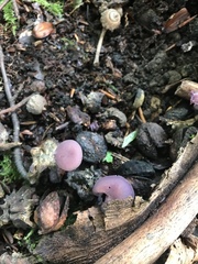 Laccaria amethystina