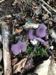 Laccaria amethystina
