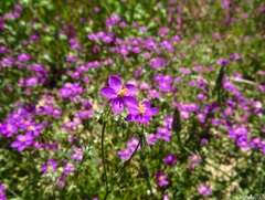 Spergularia purpurea