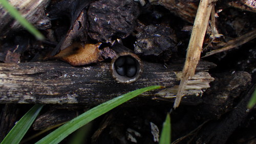 Cyathus stercoreus image