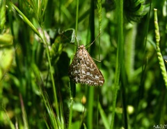 Evergestis frumentalis