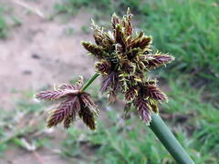 Cyperus marginatus