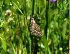 Evergestis frumentalis