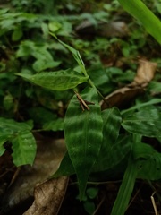 Orthoptera