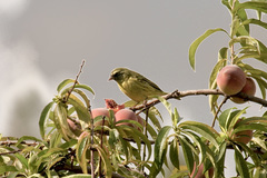 Crithagra hyposticta